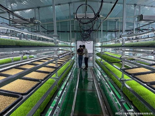 水培牧草 開啟高效、營養、健康的畜牧業優質飼料新時代