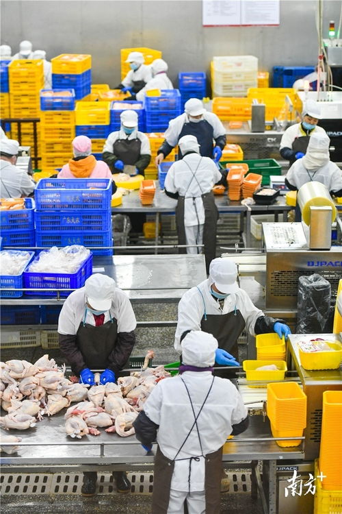 預制菜風口下的清遠機遇 發揮畜牧漁業飼料優勢，打造粵北預制菜供應鏈高地