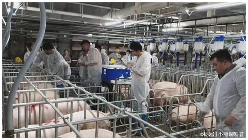 273.32億元，增長5.4% 畜牧漁業飼料銷售穩健增長的動力與展望