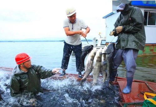 水產養殖助力鄉村振興 長壽之鄉貴州印江、湖北鐘祥、貴州赤水的實踐探索與飼料銷售新機遇